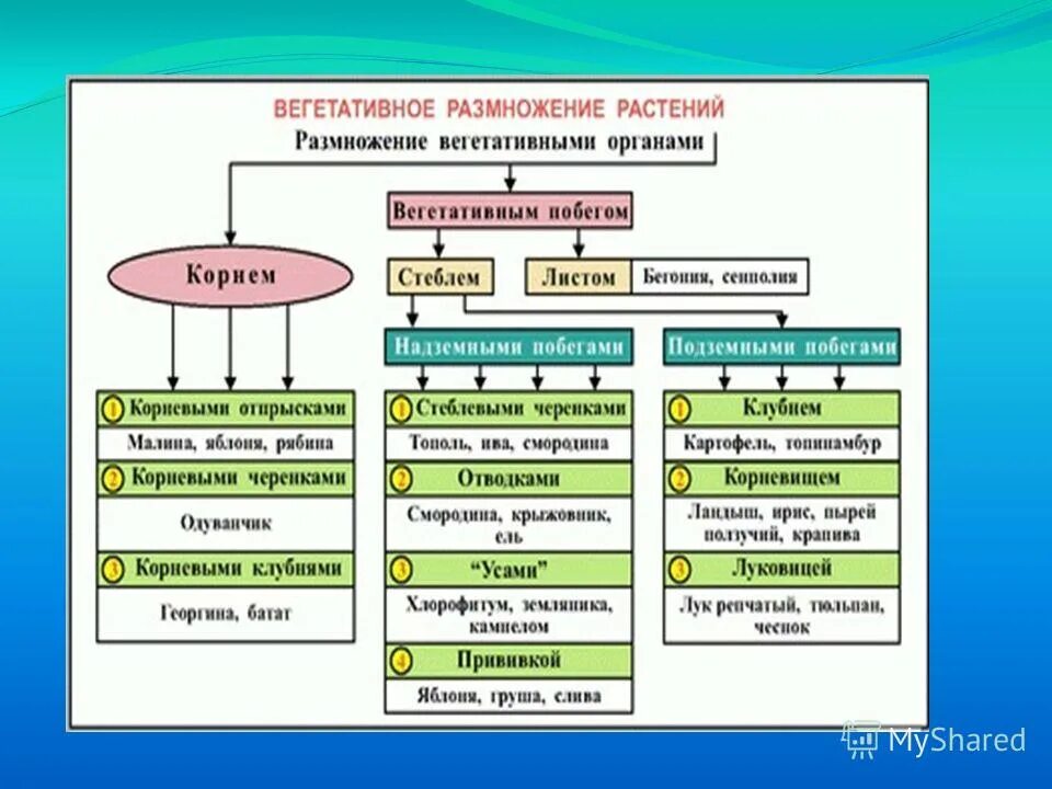 Заполните таблицу особенности строения соцветий Фото где ПОЧАТОК ПРОСТОЕ СОЦВЕТИЕ