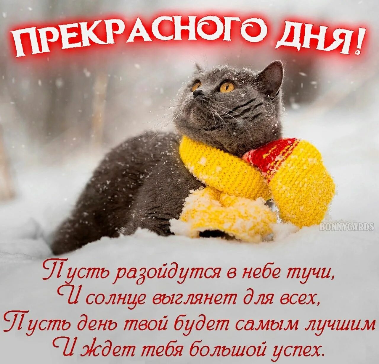 Доброе февральское утро с животными. Открытки с добрым холодным утром. Доброе утро отличного дня снег. Доброе утро зимнее прикольное. Тёплого дня и хорошего настроения.