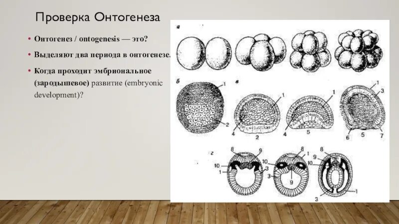 Цикл онтогенез. Онтогенез. Эмбриональное развитие. Эмбриональный онтогенез. Эмбриональный период онтогенеза.