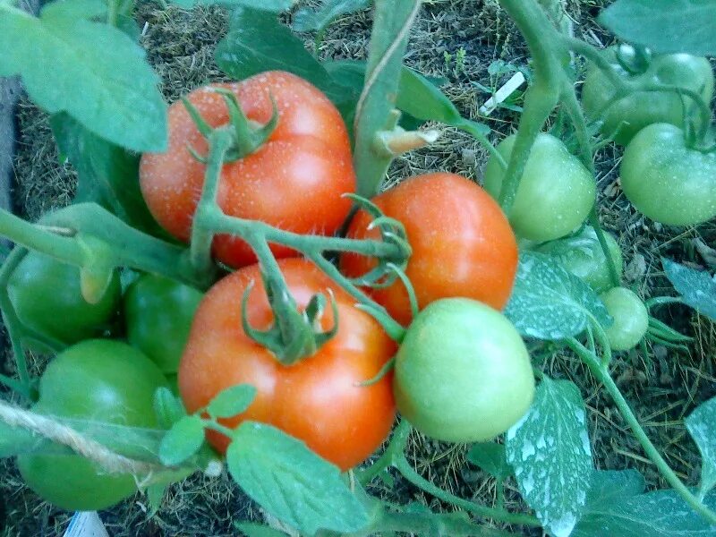 Семена томат лабрадор. Сорт томата лабрадор. Томат лабрадор улучшенный. Сорт помидор лабрадор.