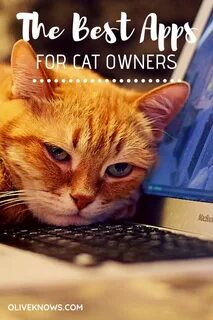 Computer cat