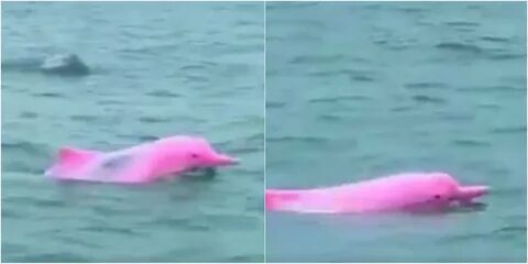 Видео где дельфины