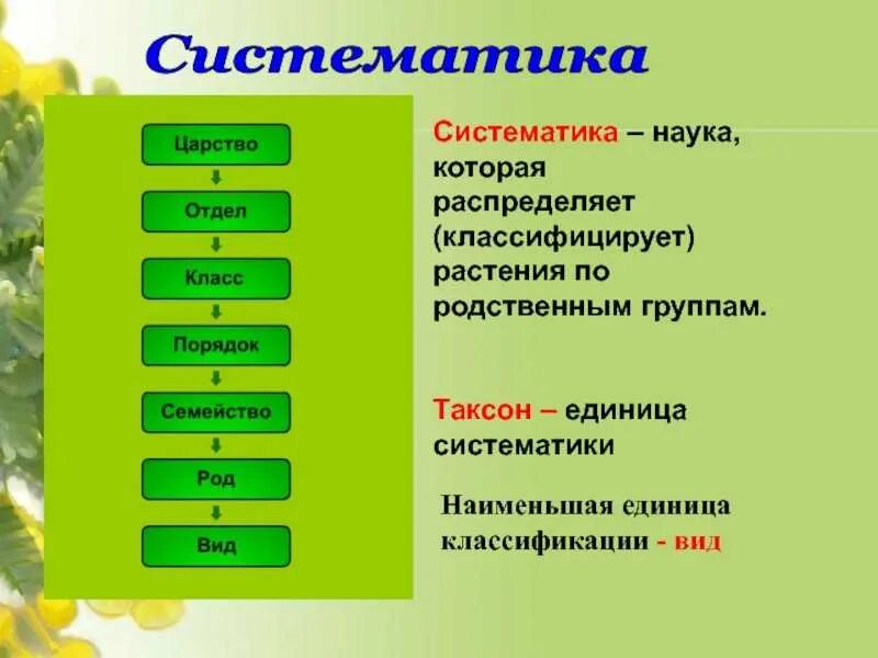 Расположения систематических таксонов начиная самого крупного Подборка заданий ЕГЭ по биологии линии 11 с сайта ФИПИ