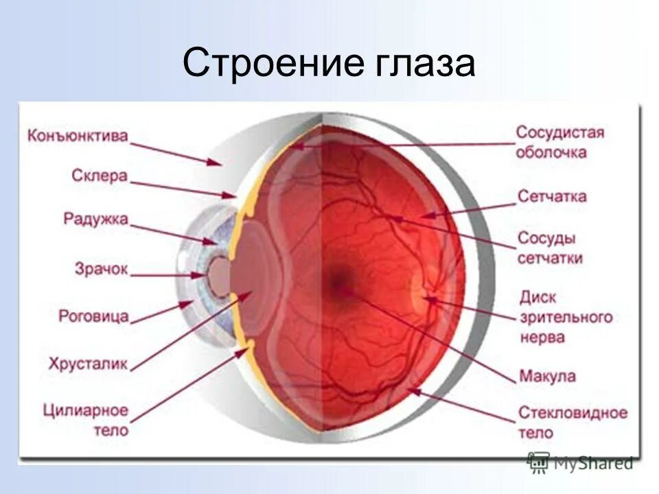 строение зрительного анализатора глазное яблоко. строение глаза человека анатомия сетчатки глаза. строение глаза сетчатка роговица хрусталик. отслойка сетчатки строение глаза. строение глаза человека кратко.