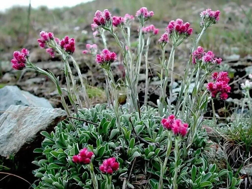 Антеннария (Кошачья лапка) Alba. Антеннария двудомная Кошачья лапка. Кошачья лапка (Антеннария двудомная) (Antennaria dioica). Кошачья лапка двудомная Antennaria dioica. Какая кошачья лапка