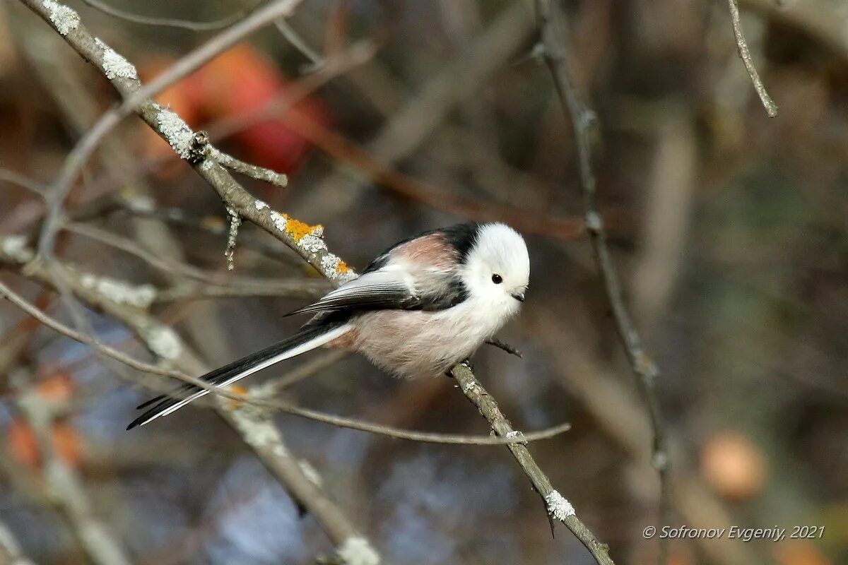 Птицы спешат. Птицы спешат. Дикие гуси перелетные птицы. Прилетели проверь. Птички в ульяновске.