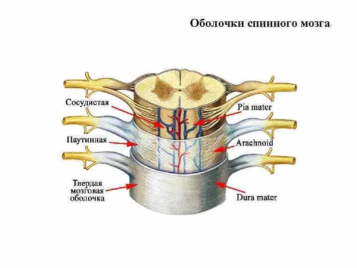 Структуры и оболочки спинного мозга. Структуры и оболочки спинного мозга