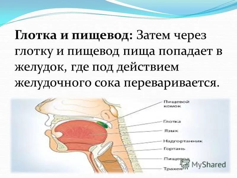 Попадание пищи в пищевод. Глотка и пищевод строение. Глотка и пищевод пищеварительный сок.