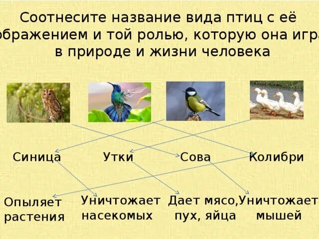 Птицы в жизни человека и природы. Роль птиц в жизни человека. Польза птиц в природе. Роль птиц в природе и жизни человека. Польза приносимая птицами