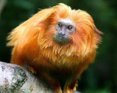 Orange monkey chrome extensions