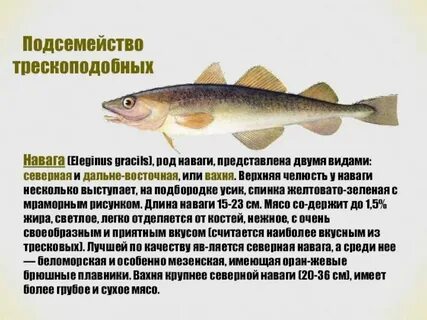 Польза рыбы навага для организма