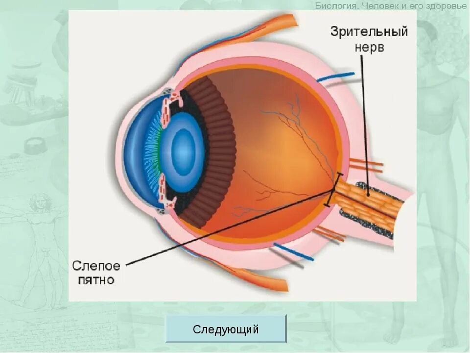 Строение желтого пятна глаза. Зрительный анализатор слепое пятно. Слепое пятно глаза. Слепое пятно строение. Слепой глаз строение.