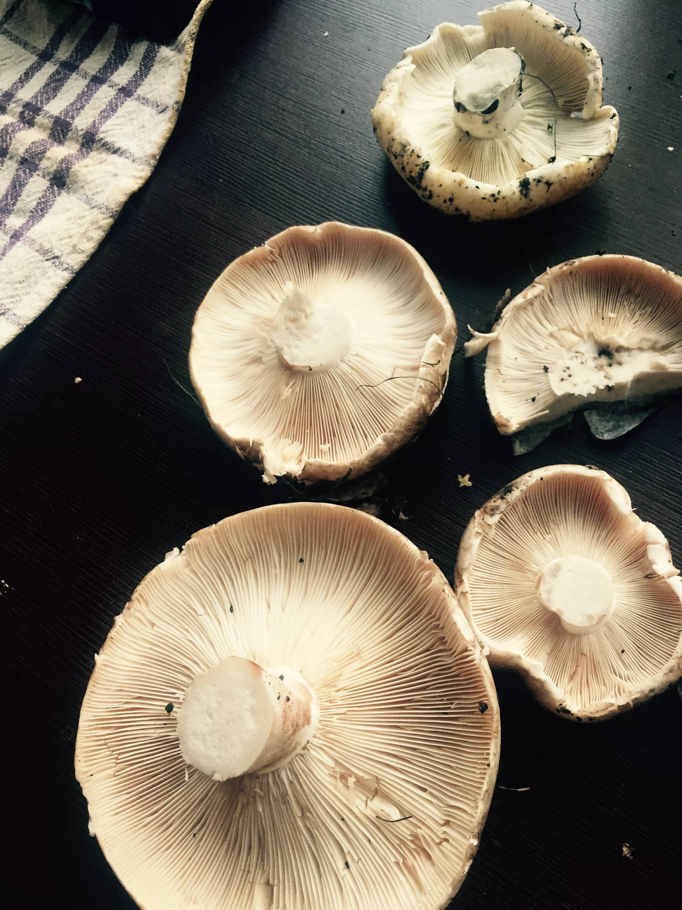 белый груздь похожие грибы