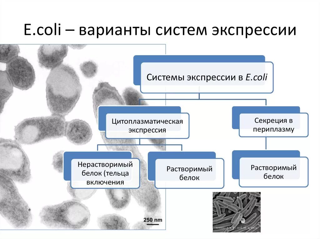 Белки биотехнологии. Экспрессия белков в e.coli. Системы экспрессии рекомбинантных белков. Системы экспрессии белка. Экспрессия специфических белков это-.