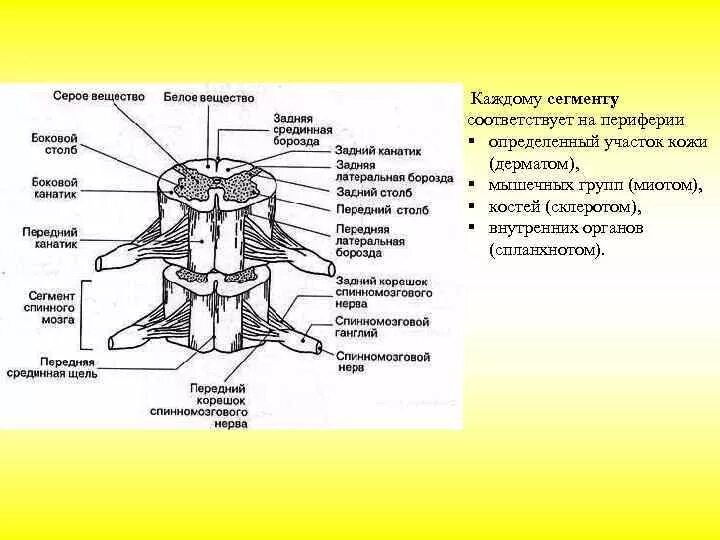 Задние столбы спинного мозга функции. Передние задние боковые столбы спинного мозга. Задний канатик спинной мозг анатомия. Передний и задний столб спинного мозга. Серые столбы спинного мозга