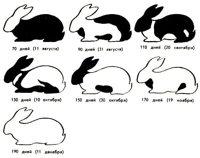 Кролик как отличить. Схема линьки кролика. Как определить Возраст кролика. Возрастная линька у кролика. Как понять Возраст кролика.