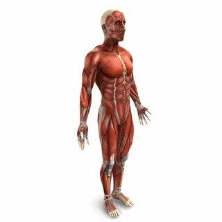 Muscle 3