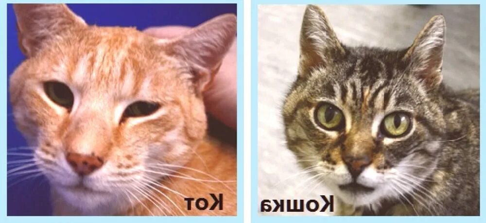 Отличия с кошками. Морды кошек и котов отличия. Отличия кота от кошки по мордочке. Кот и кошка отличия по морде.