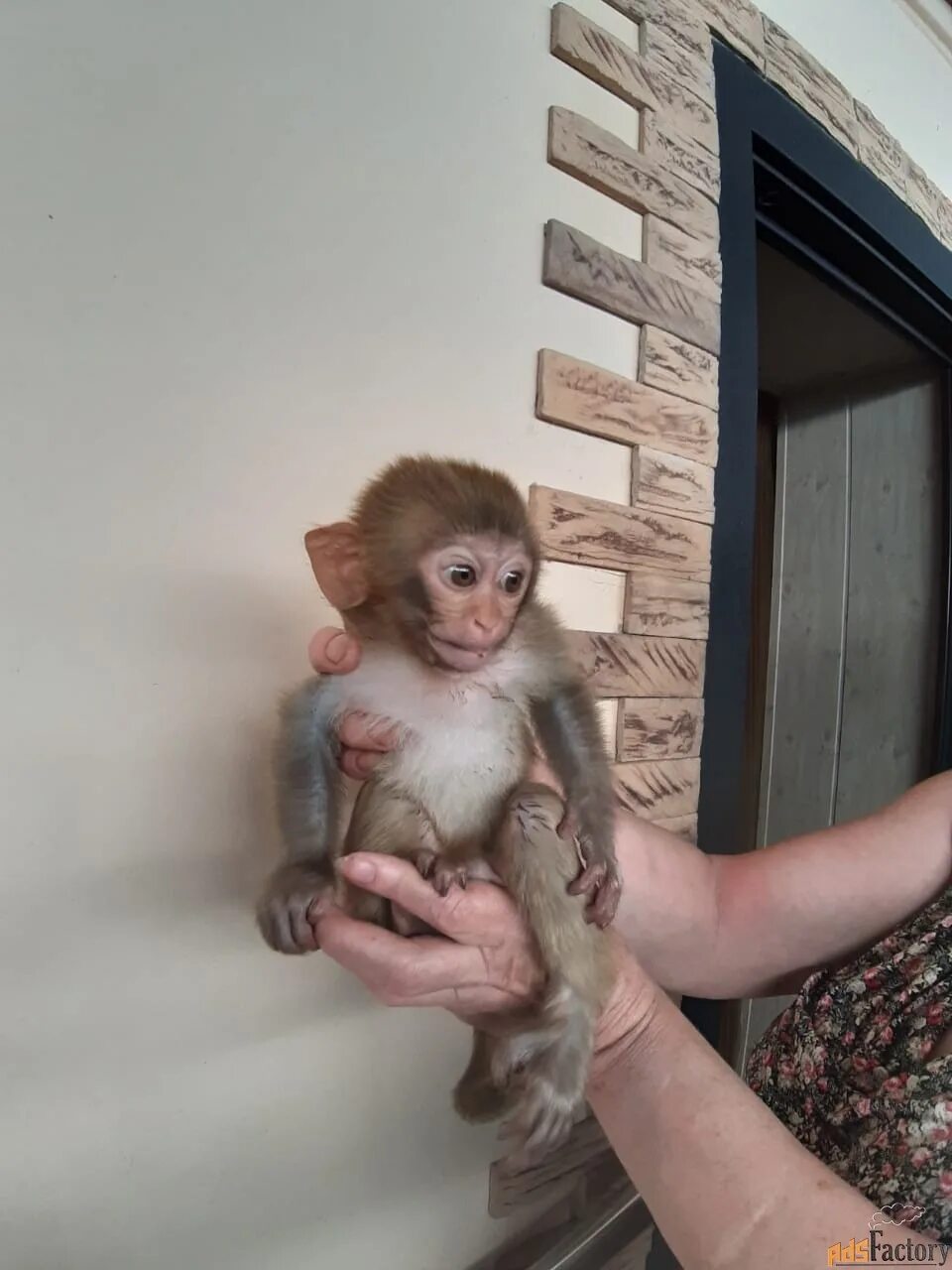 Купить маленькую домашнюю обезьянку недорого. Ручная обезьянка. Мини обезьянки. Маленькая ручная обезьянка.