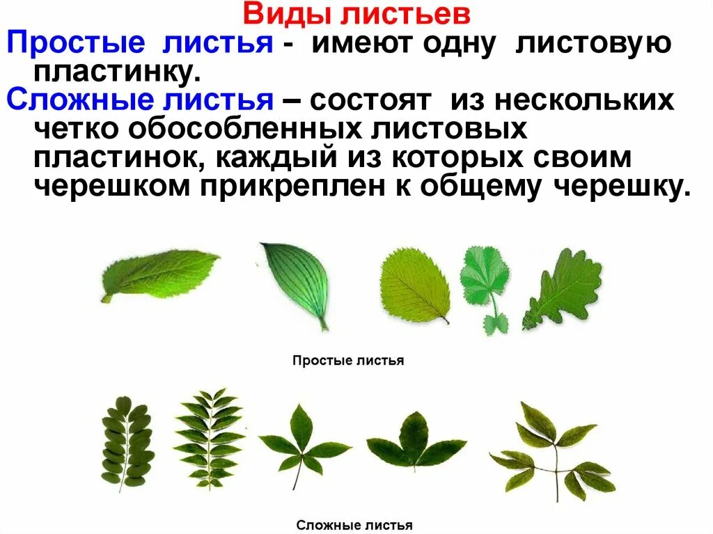 Две группы листьев растений. Простые листья имеют. простой лист состоит. типы листьев простые и сложные.