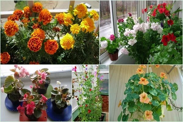 Какие можно посадить домашние цветы