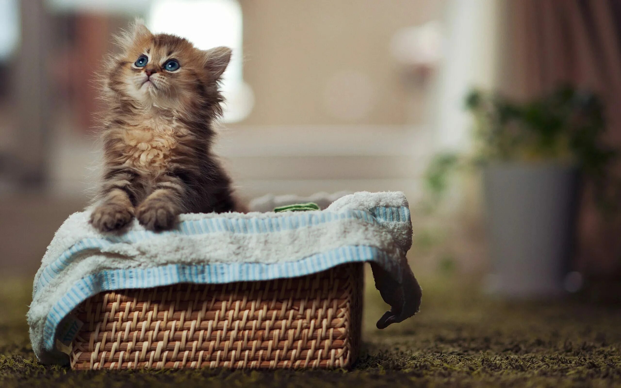 Девочки девочки мы для них котенки