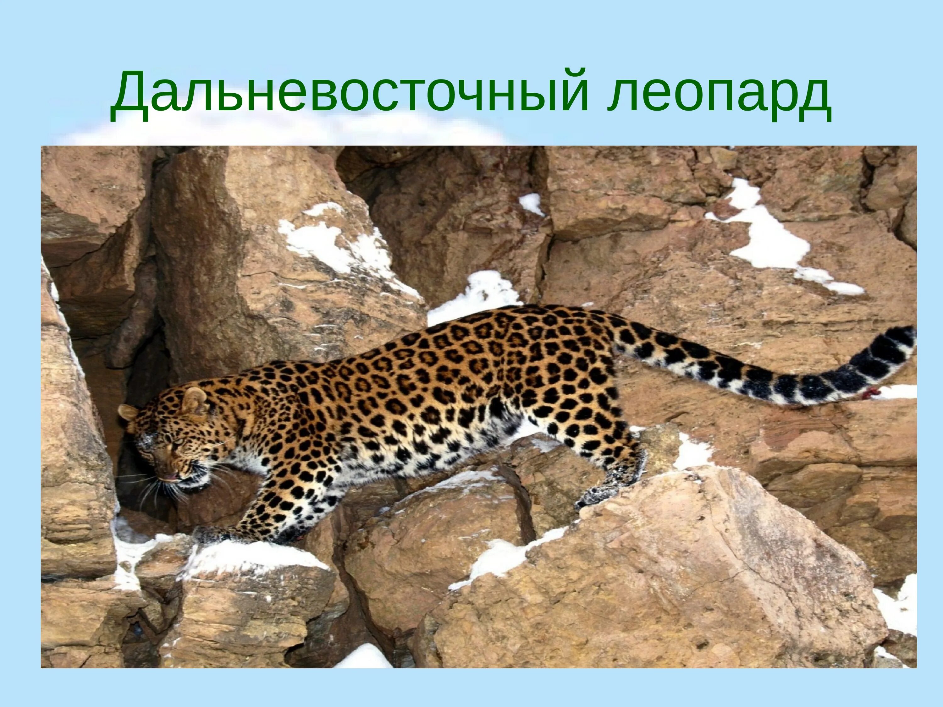 Как называется леопард внесенный в красную книгу. Дальневосточный леопард (амурский леопард). дальневосточный красная книга дальневосточный леопард. амурский барс красная книга.