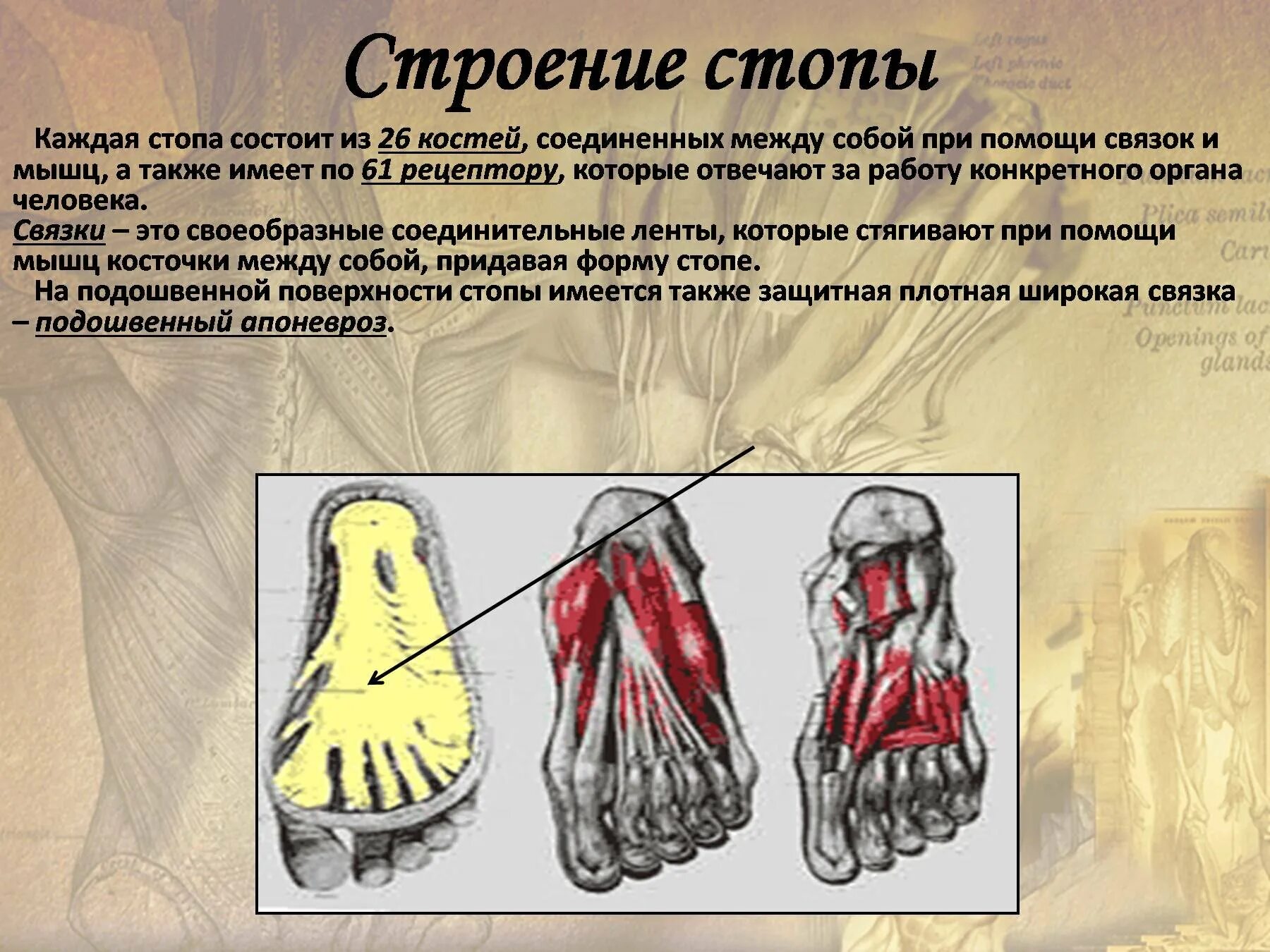 Стопа состоит из трех