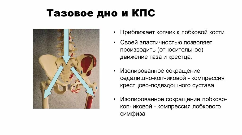 Гипертонус тазовых мышц. Тазовое дно. кости тазового дна. тазовое дно костные структуры. гипертонус мышц тазового дна.