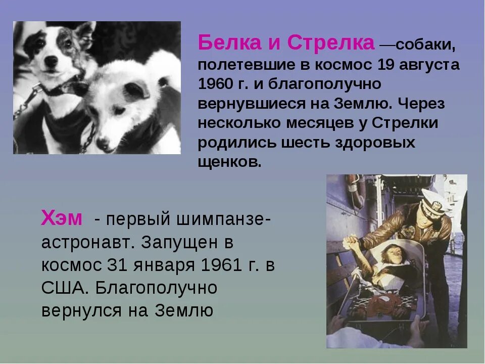 Сообщение по однкнр 5 класс на тему. Герои космоса 5 класс по однкнр белка и стрелка. проект на тему герои космоса. герои космоса проект 5 класс. герои космоса проект по однкнр.