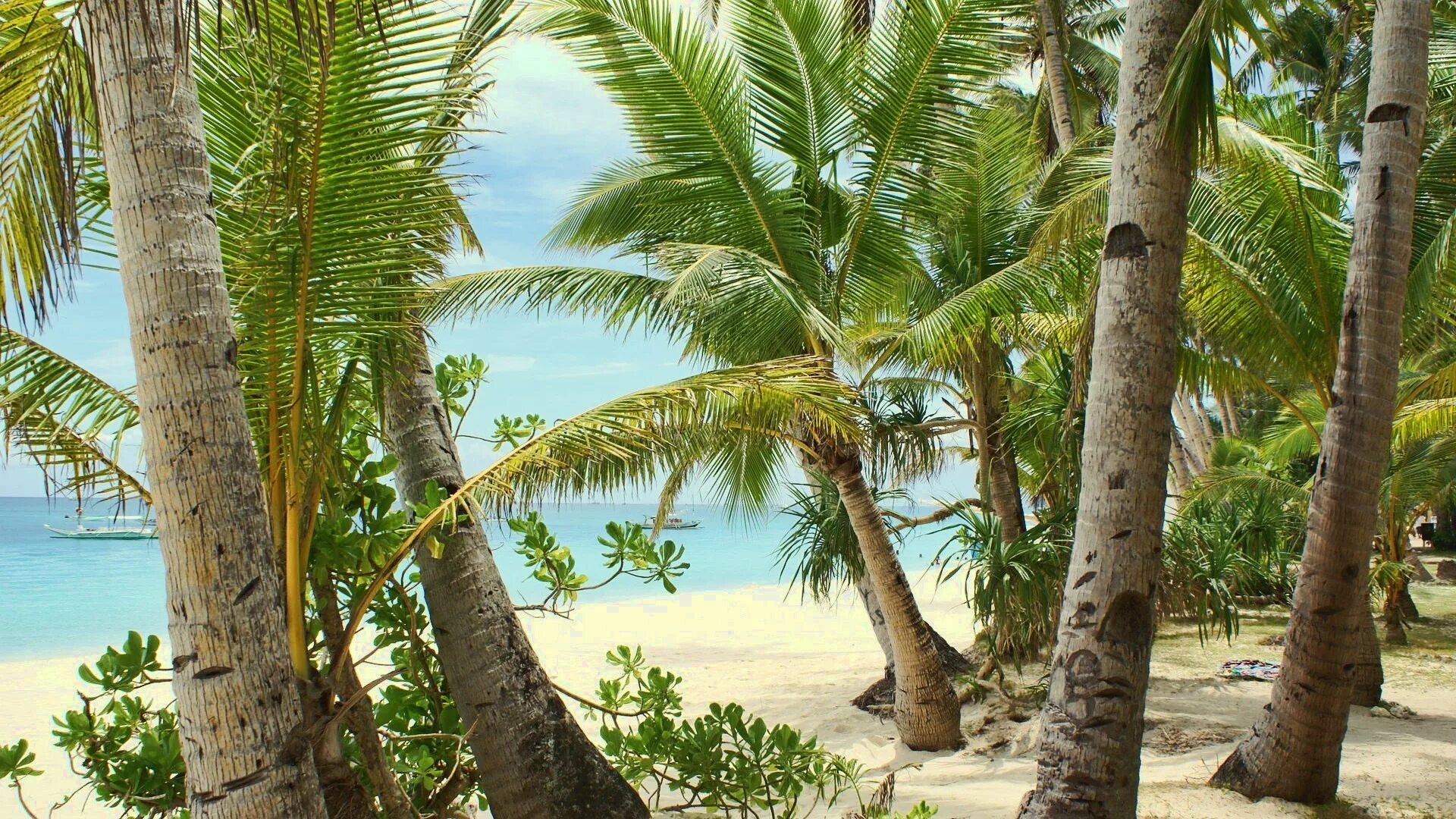 Тропики. Тропические пальмы. Красивый пляж. Пляж с пальмами.