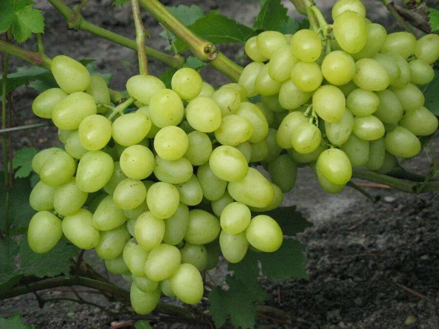 Аксайский кишмиш сорт. Виноград аксайский. виноград аксайский кишмиш.