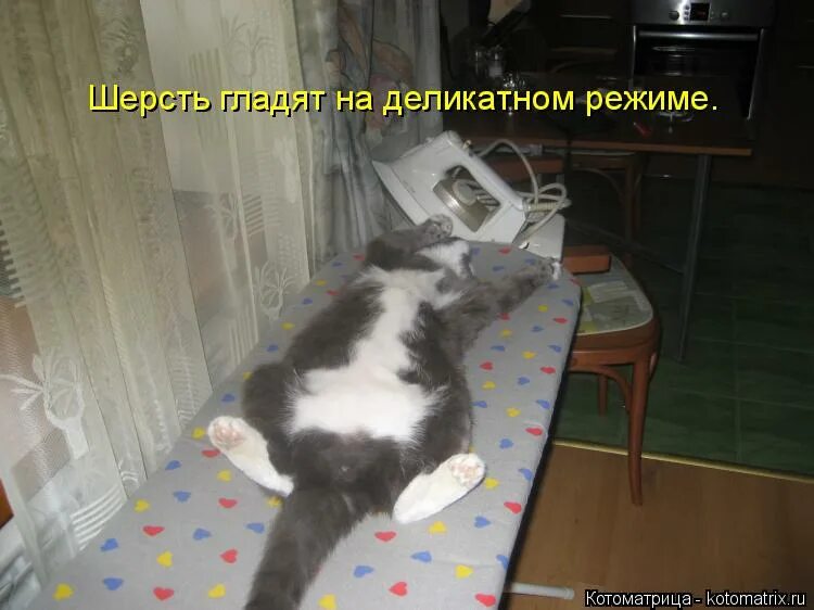 Гладить кота против шерсти. Погладить кота против шерсти. гладить кота против шерстки. погладь кота против шерсти. поглажена против шерсти.