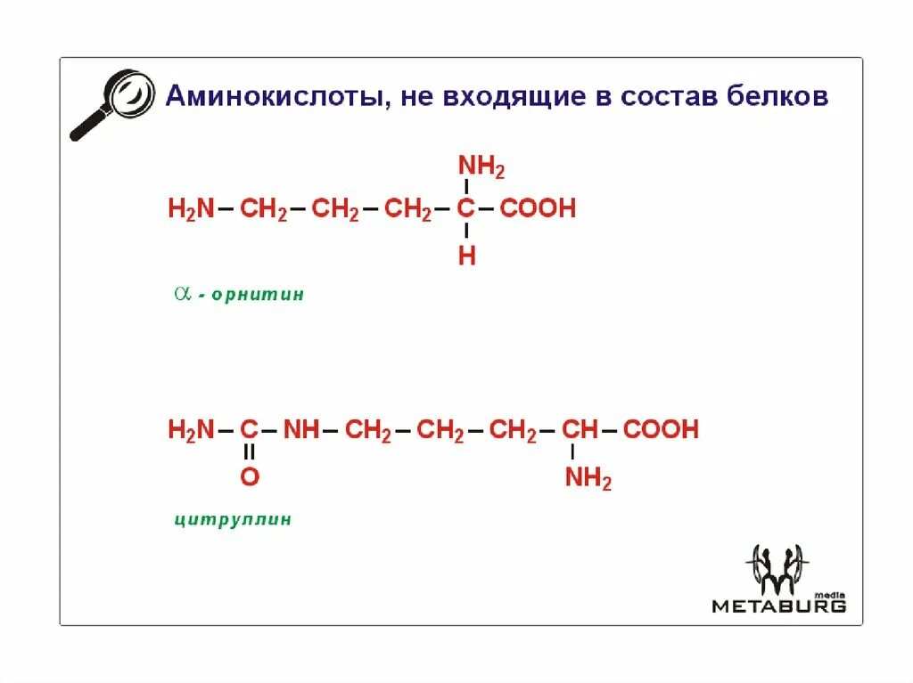 Количество белковых аминокислот. Аминокислоты входящие в состав белков. Аминокислоты не входящие в состав белков. Природа радикала аминокислот. Аминокислотный состав белков.