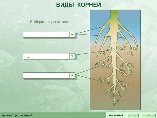 Передвижение веществ у растений тест с ответами