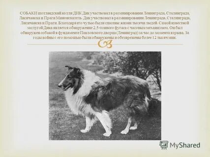 Кличка собаки колли