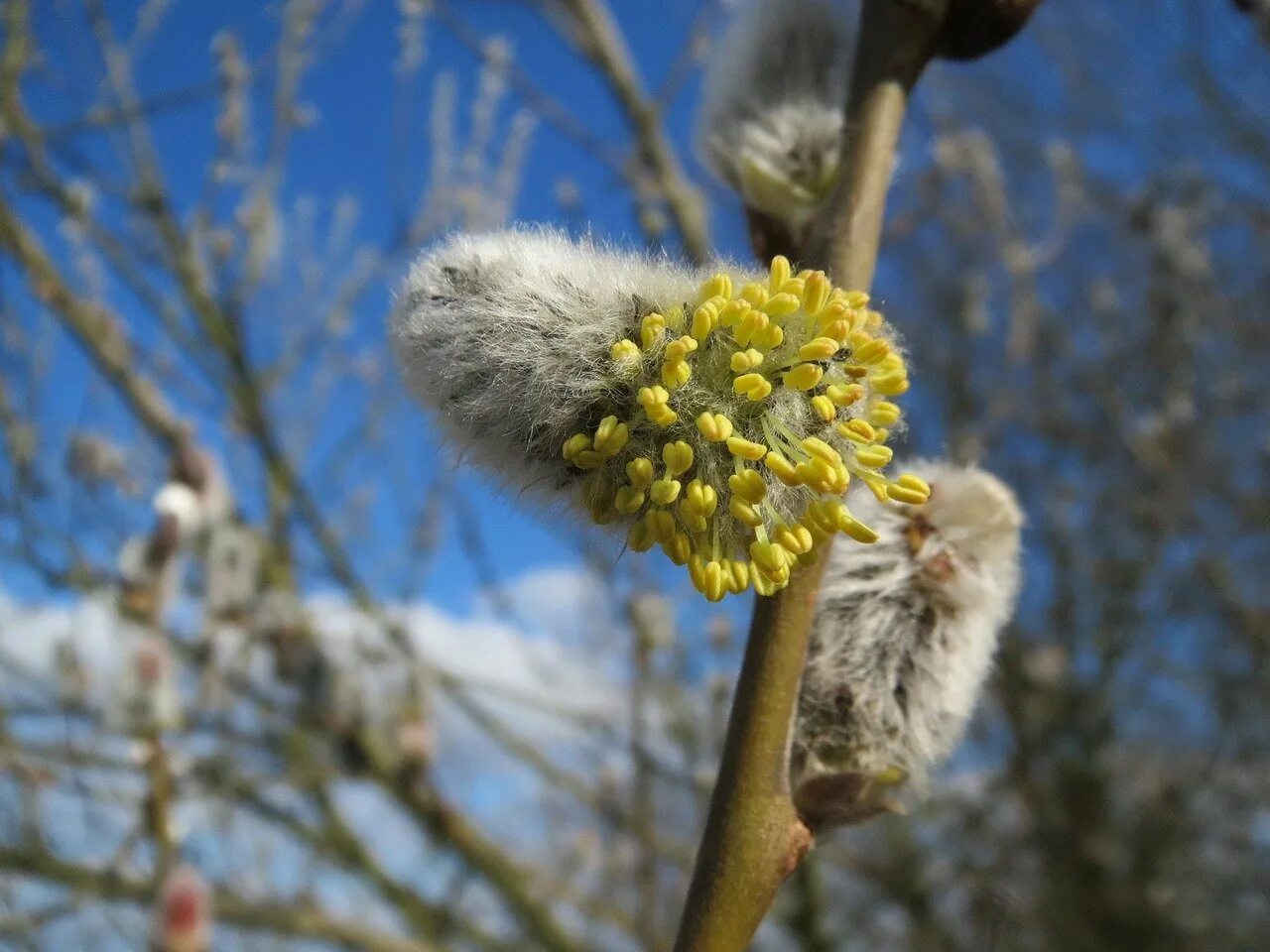 Salix caprea. Ива Козья (Верба). Ива Козья бредина. Ива Козья цветение.