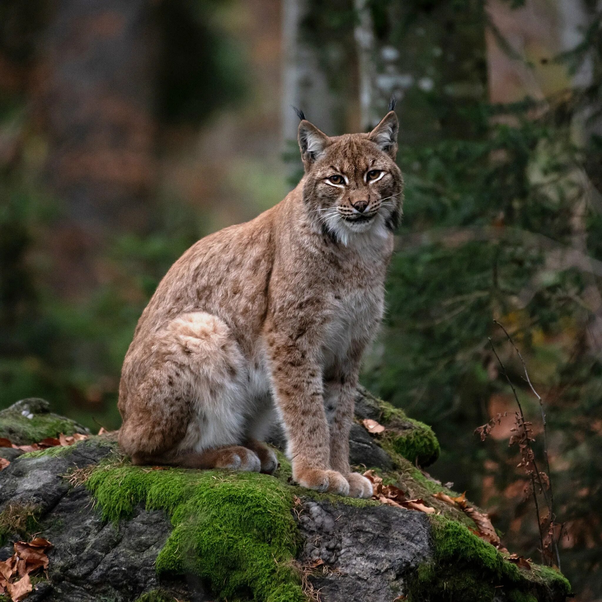 Рысь летом. Рысь - Lynx Lynx (Linnaeus, 1758). Рысь Уссурийской тайги. Рысь Кедровая Падь. Рысь Сибирская Евроазиатская.