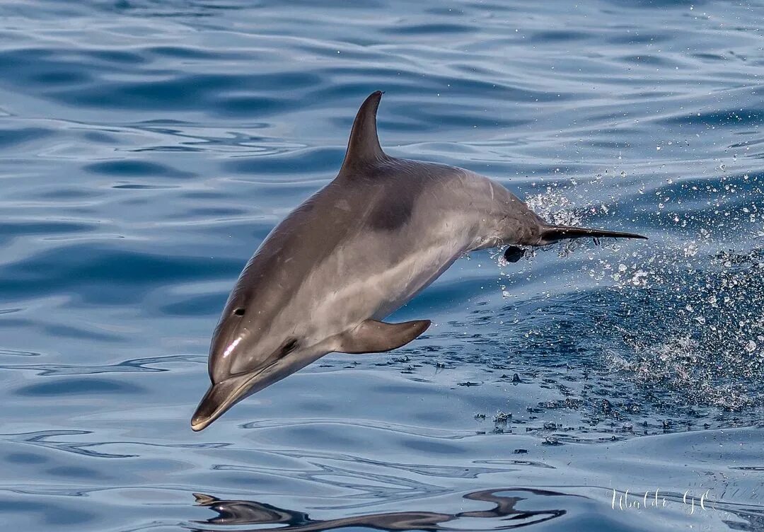 Datos perturbadores de los delfines