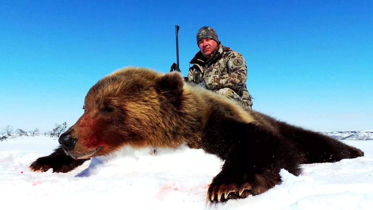 Камчатский бурый медведь трофей. Камчатский медведь охота.