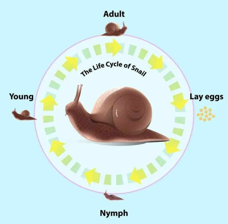 Жизненный цикл улитки. Жизненный цикл виноградной улитки. Цикл развития улитки. Жизненный цикл улиточного.