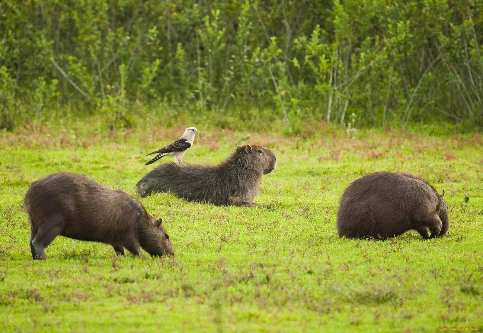 Капибара и морская свинка. Река амазонка капибара. Капибара среда обитания. Гордая капибара. Среда обитания капибары.
