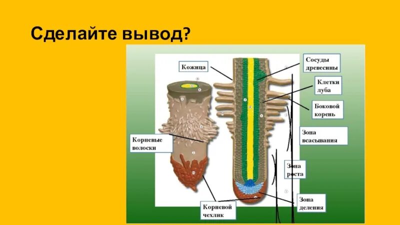 Корневой чехлик покрыт корневыми волосками. Строение чехлика корня. Зоны корня чехлик 6 класс биология. Корневой чехлик и корневые волоски. Биология строение корневые волосики.