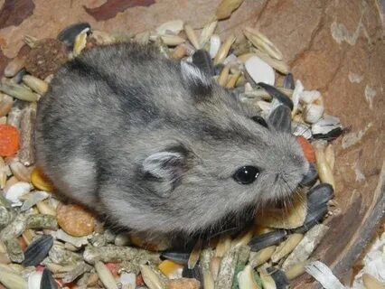 Джунгарский хомяк яблоко