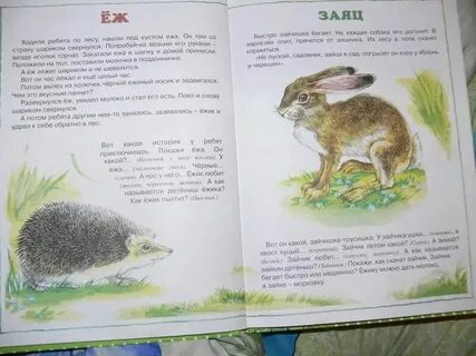 Сообщение о диком