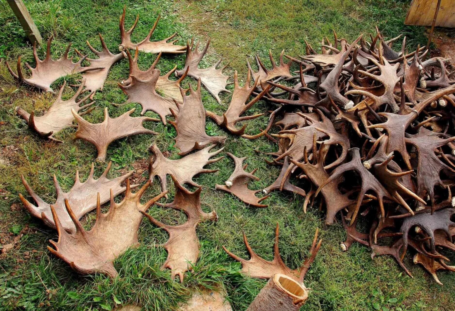 Рога сохатого. Оленьи рога. Оленьи рога. Рога лося в лесу. Рога оленя в лесу.