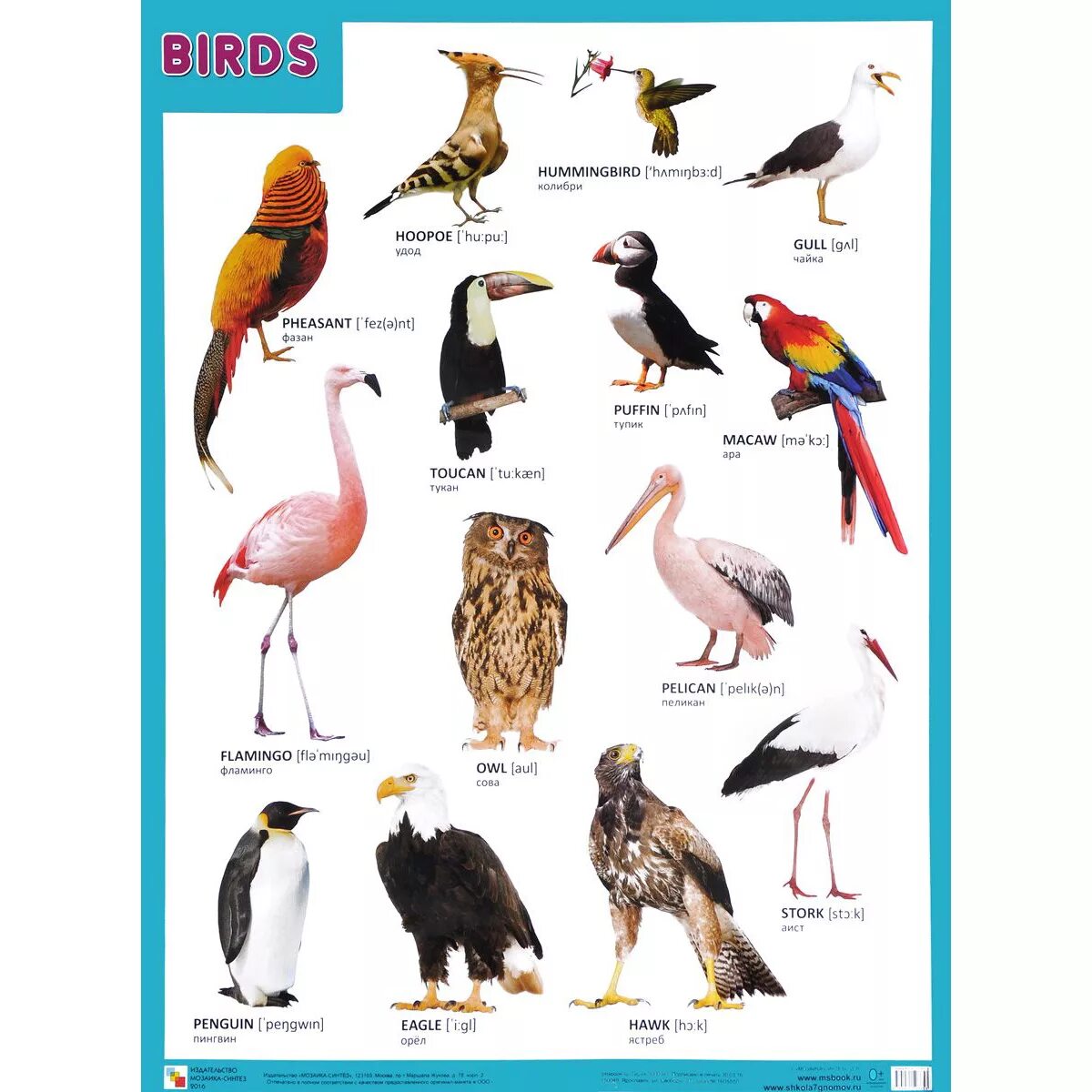 Говорящие птицы названия. Плакат птицы. Название животных и птиц. Названия птиц на английском. Птицы плакат для детей.