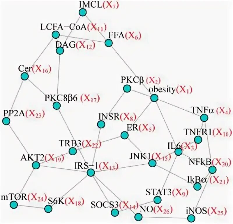 S network