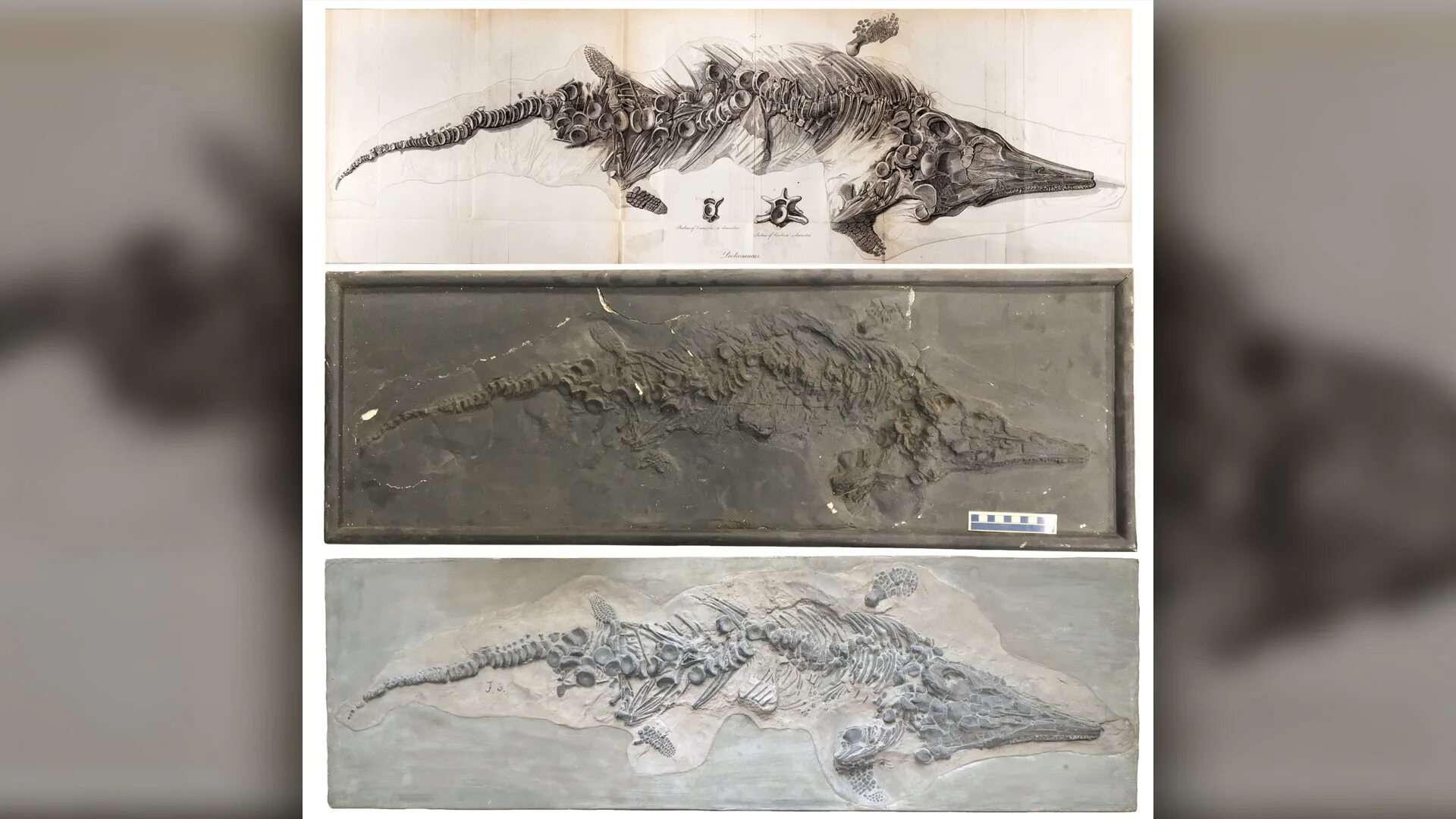 The research team an unusual fossil