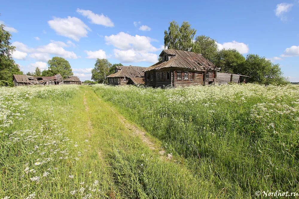 Село крапива. Деревня Финев луг. Деревня деревеньки Ярославской области. Заросшая бурьяном деревня. Деревня Луги Тверская область.